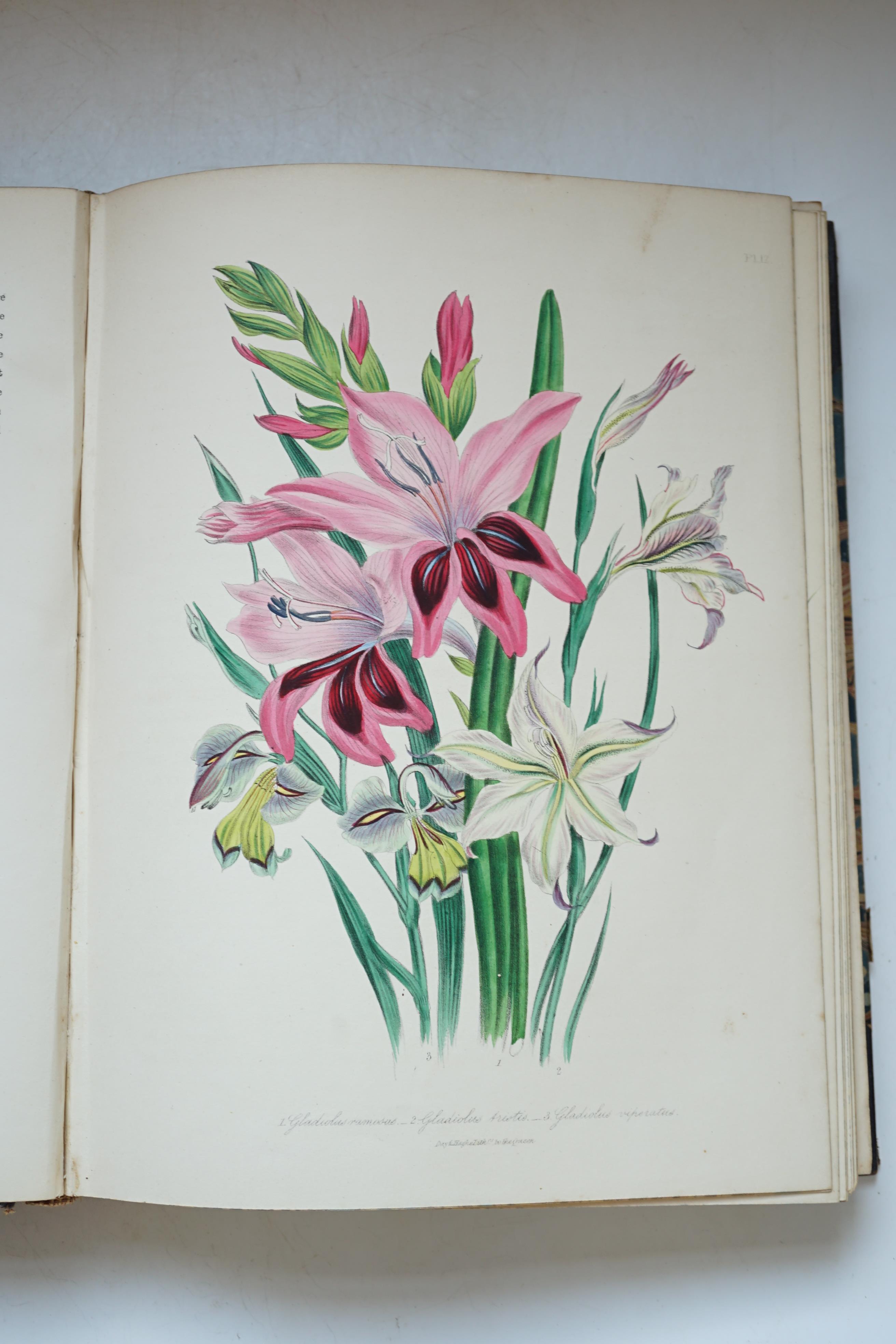 Loudon, Jane Webb - The Ladies' Flower Garden of Ornamental Bulbous Plants, 1st edition, 58 hand-coloured lithographed plates, 4to, contemporary half morocco, spine torn, with 80% loss, William Smith, London, 1841.
